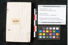 Foto (Objekt + Etikett) von Cinnamomum lanceolatum Unger (NHMW-GEO-2024-0188-8132)